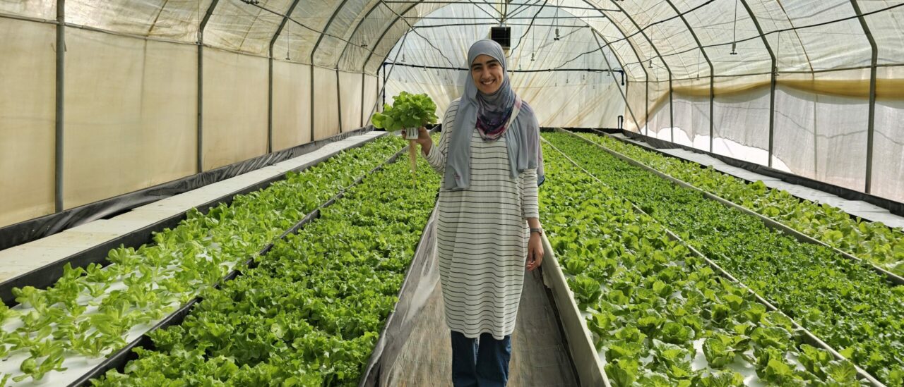 Post Profile Jodoor and Morocco’s green revolution: farming smarter with hydroponics image of 